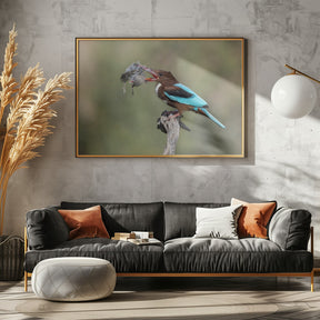 White-throated Kingfisher Poster