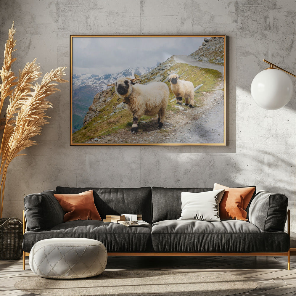 Sheep in the Swiss Alps Poster