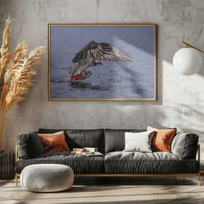 Osprey Chatching Kokanee Salmon Poster