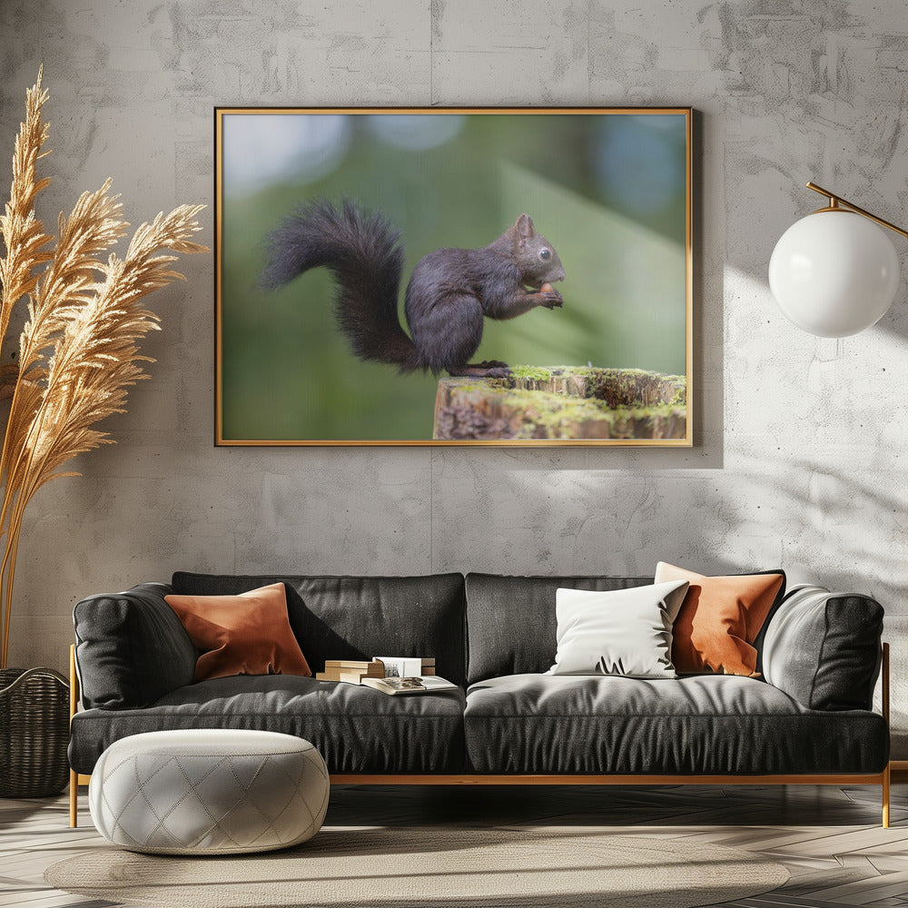 squirrel posing Poster