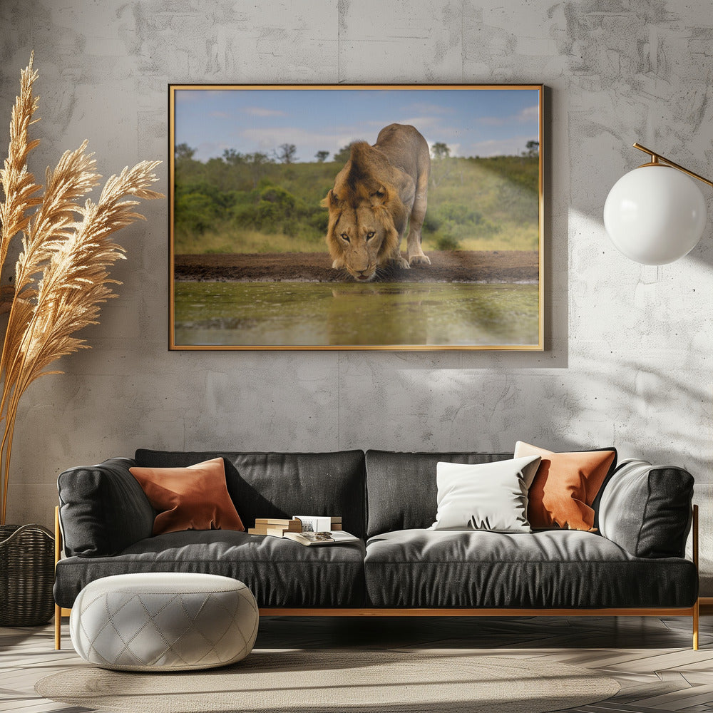 A handsome Male Lion Poster