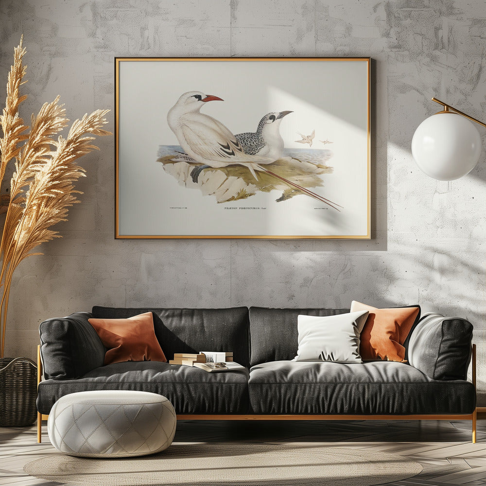 Red Tailed Tropic Bird Poster