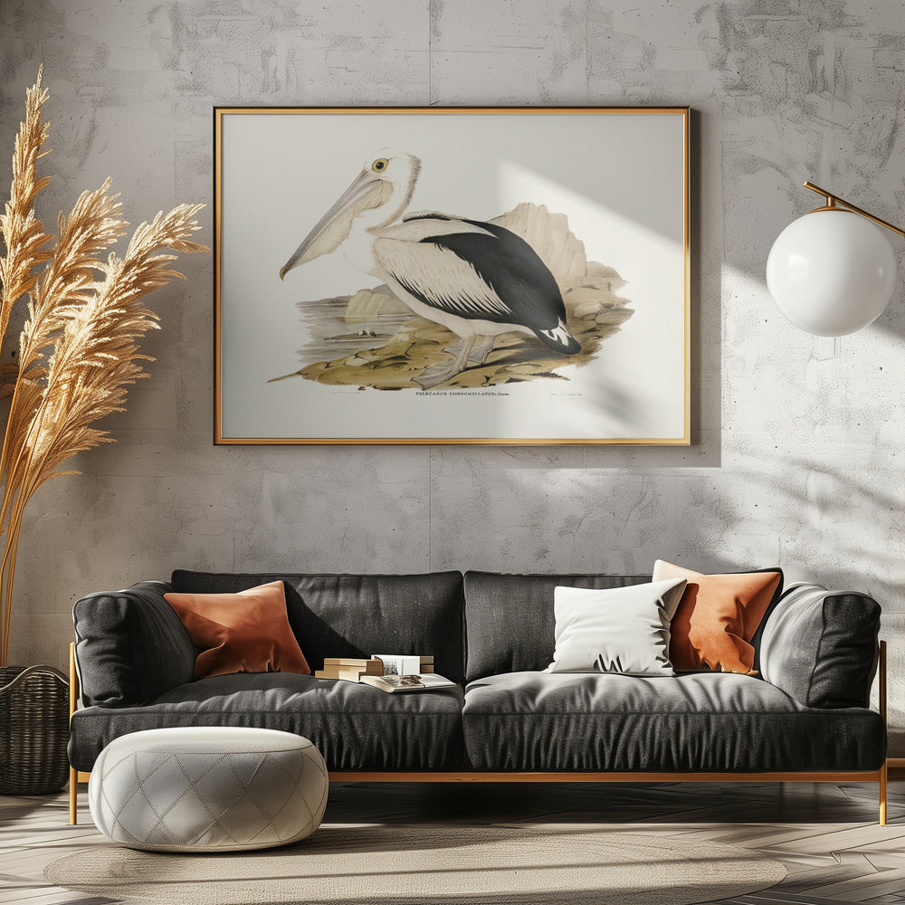 Australian Pelican Poster