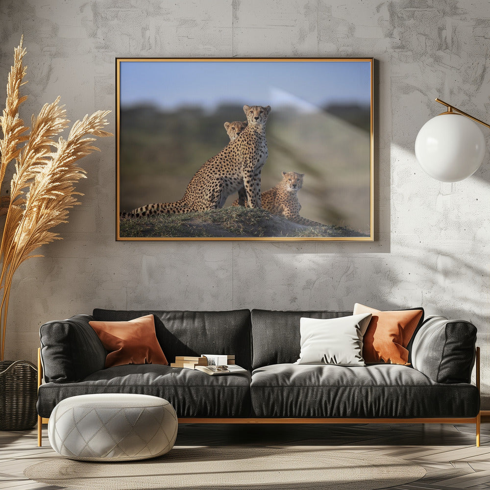 Cheetahs Family Poster