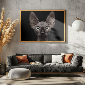 Sphynx Cat Poster