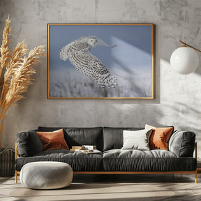 Snowy Owl Poster