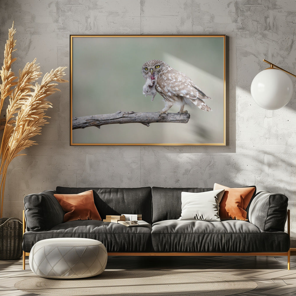 Little Owl Poster