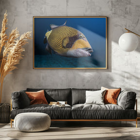 Triggerfish Poster