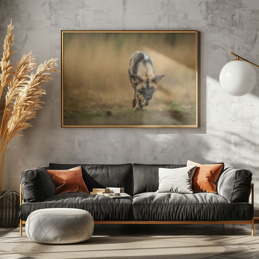 Painted Dog Stalk Poster