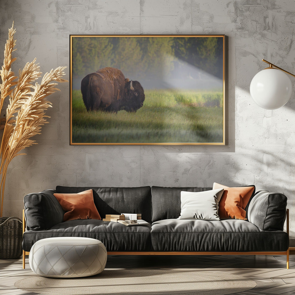 Bison in Morning Light Poster