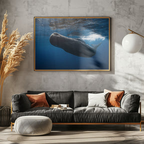 Sperm whale Poster