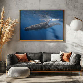 Sperm whale family Poster