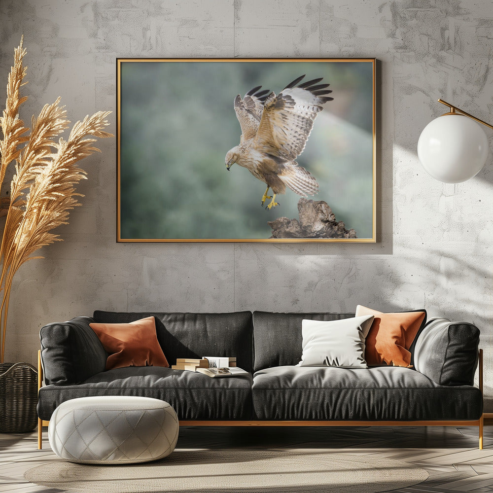 Buteo rufinus Poster