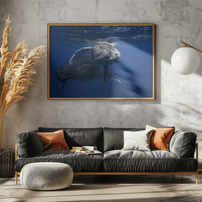 Humpback Whale family Poster