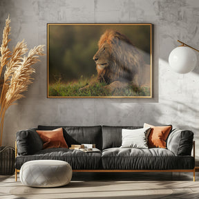 Male lion watching sunrise in Masai Mara Poster