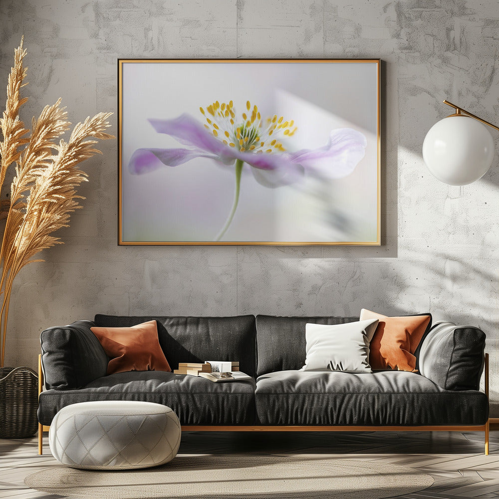 Wood Anemone Poster