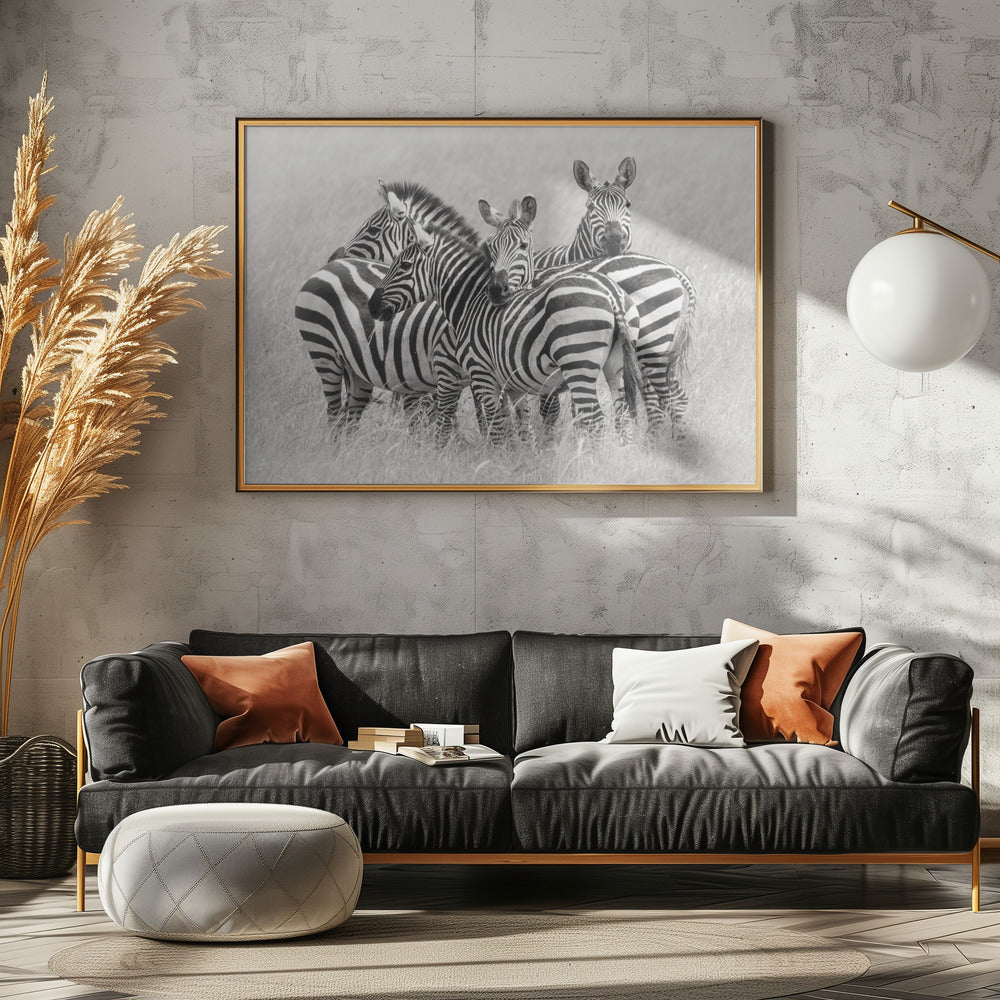 Zebras Poster