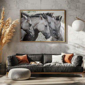 Four Konik Horses Poster