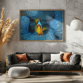 Clownfish in blue anémon Poster