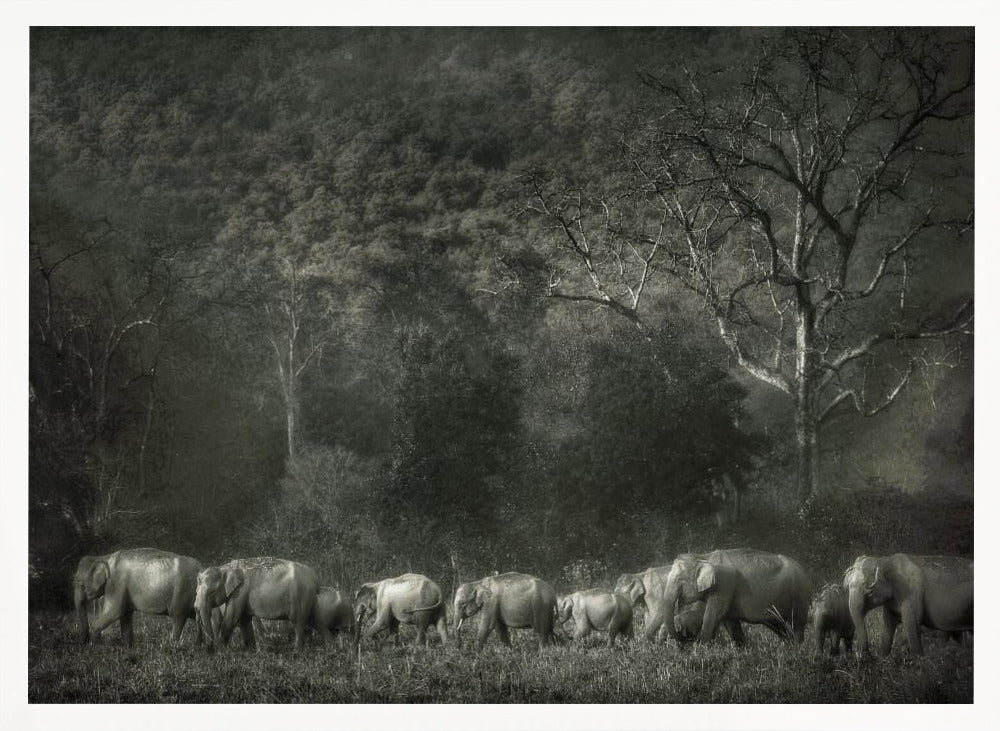 Elephant familiy Poster