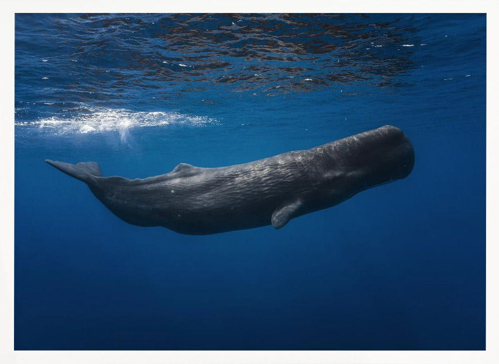 Sperm whale Poster