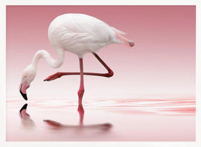 Flamingo Poster