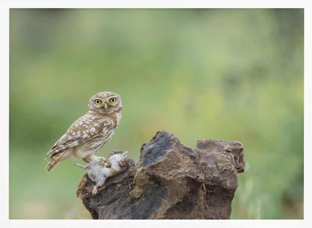 Little Owl Poster