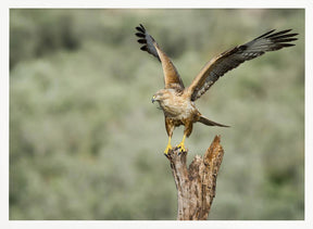 Long Legged Buzzard Poster