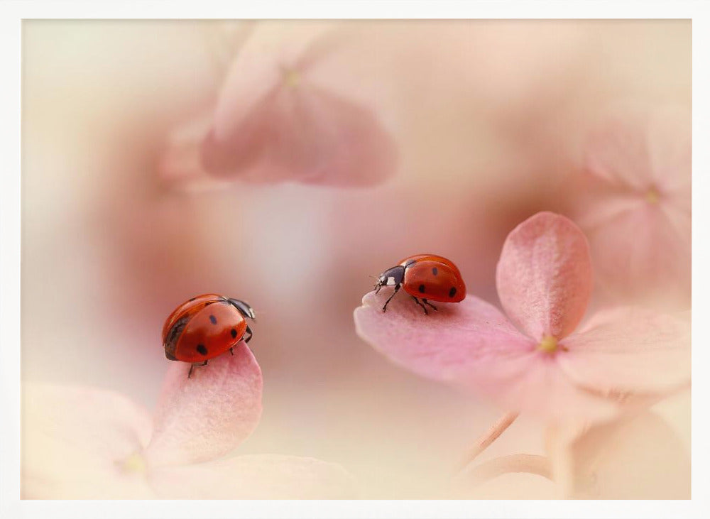 Ladybirds on pink hydrangea. Poster