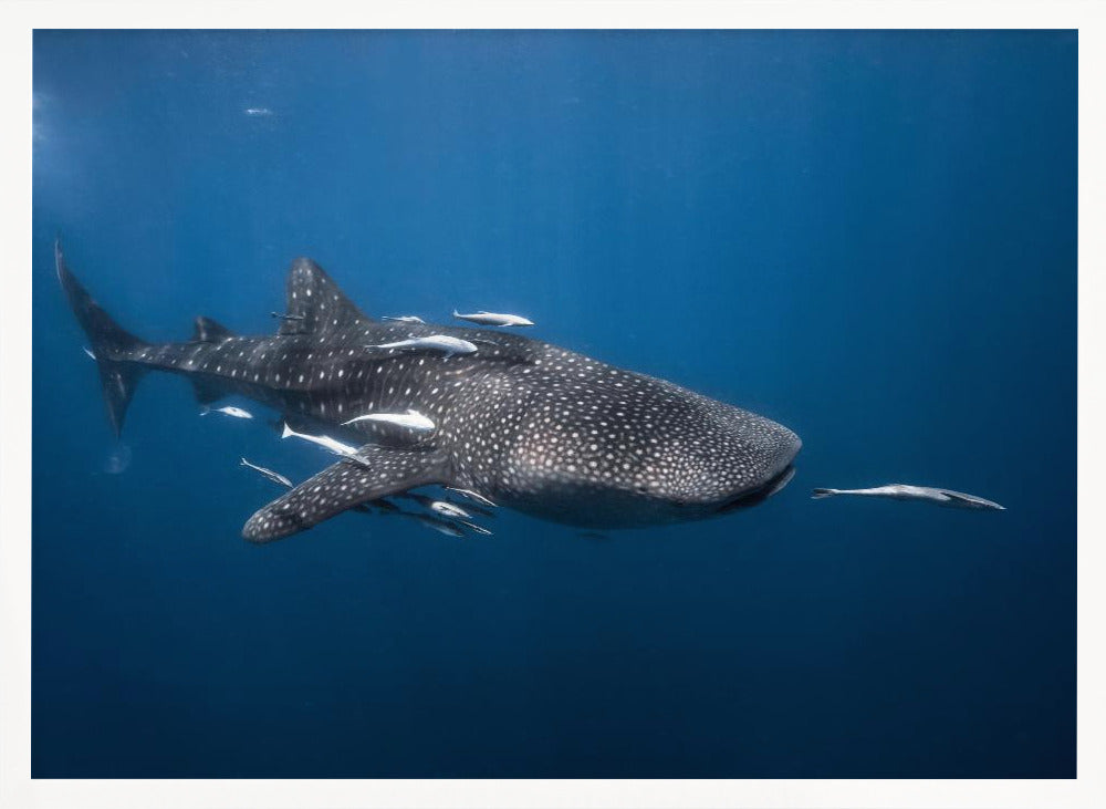 Whale shark Poster