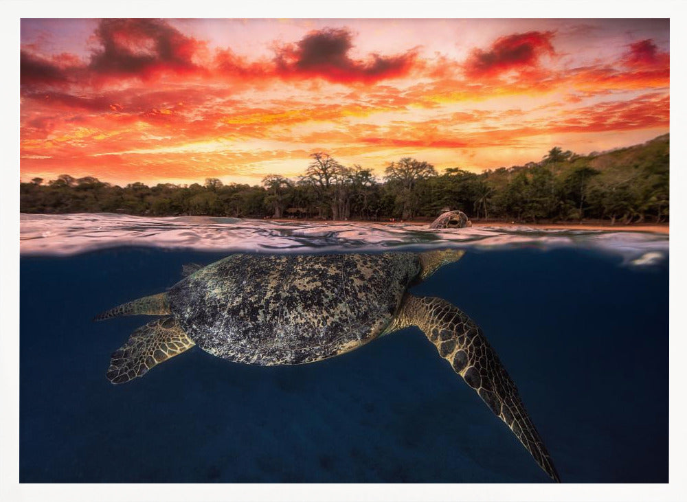 Green turtle and fire sky! Poster