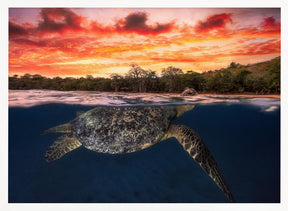 Green turtle and fire sky! Poster