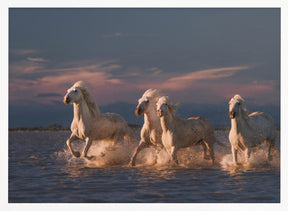 Angels of Camargue Poster