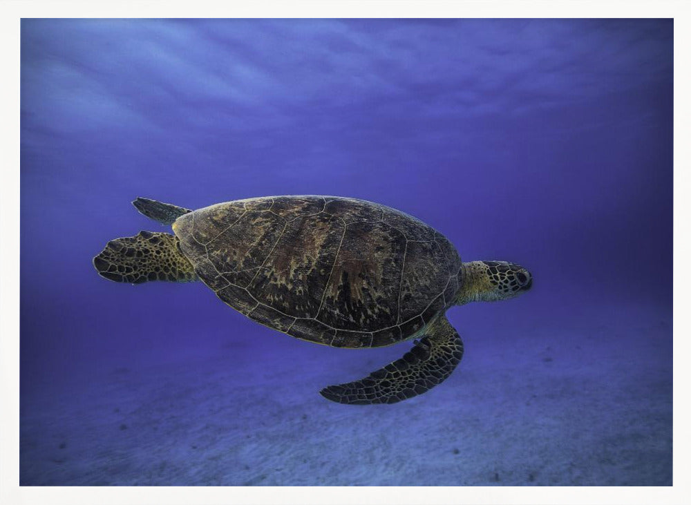 Green turtle in the blue Poster