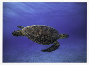 Green turtle in the blue Poster