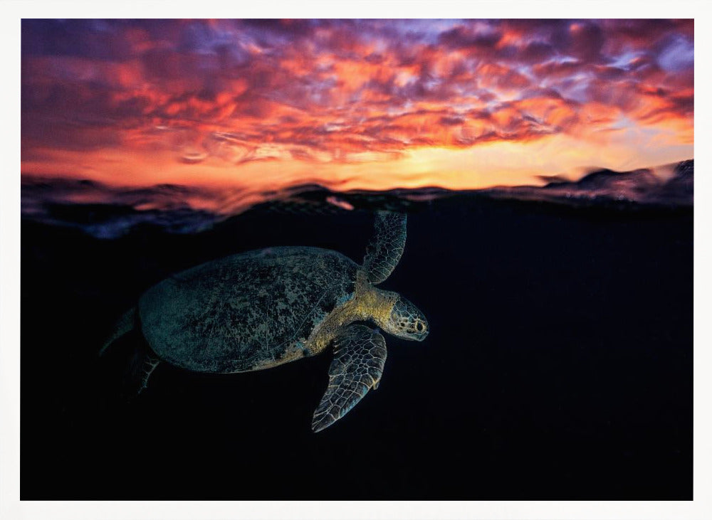 Sunset turtle Poster