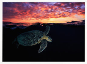 Sunset turtle Poster