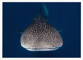 Whale Shark Poster