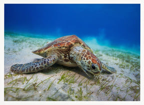 Green turtle Poster