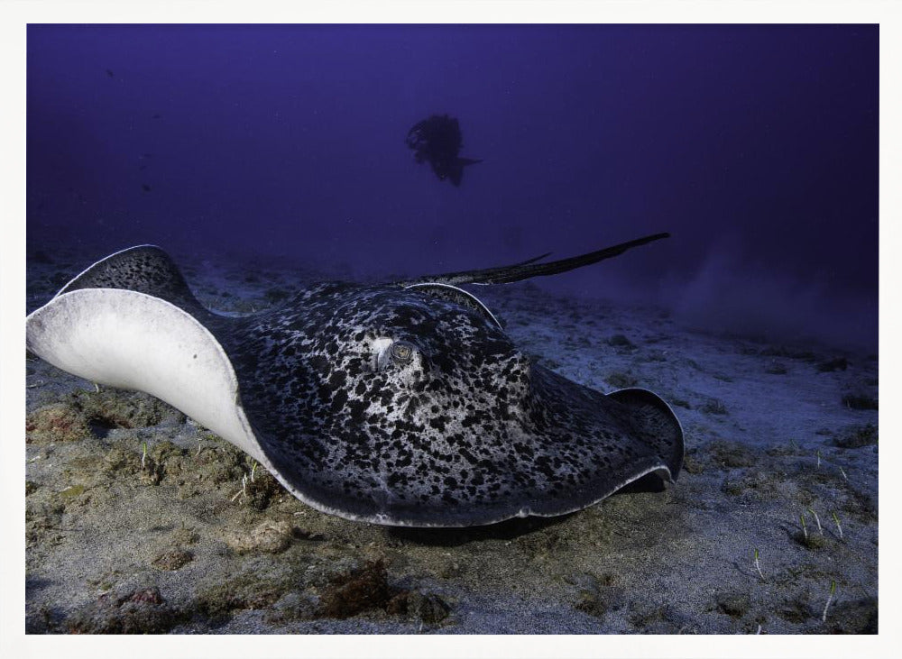 Black-blotched stingray Poster