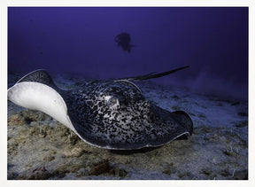 Black-blotched stingray Poster