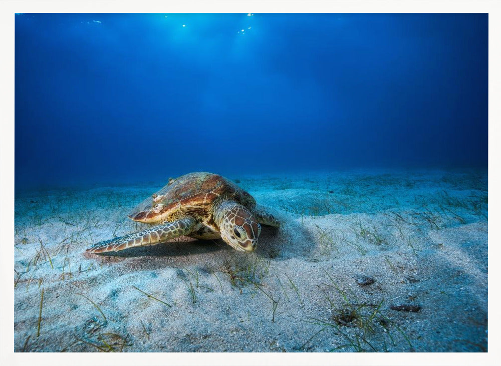 Green turtle in the blue Poster