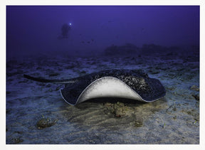 Black-blotched stingray Poster