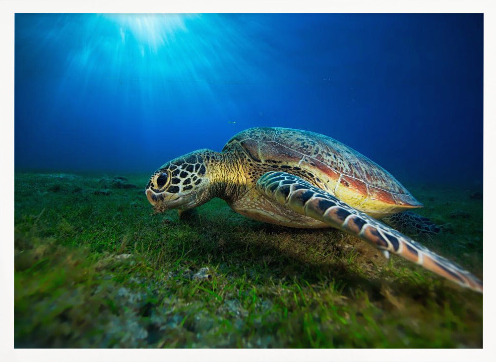 Green turtle Poster