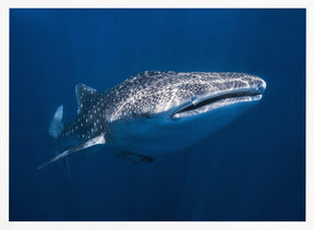 Whale Shark Poster