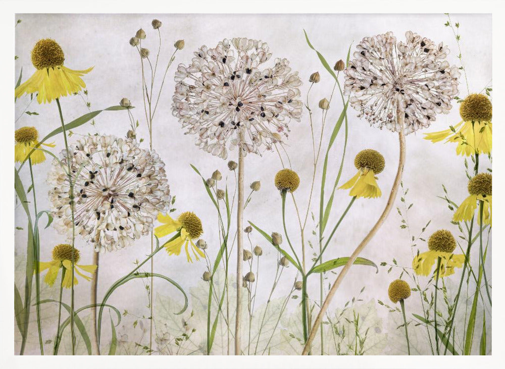 Alliums and heleniums Poster