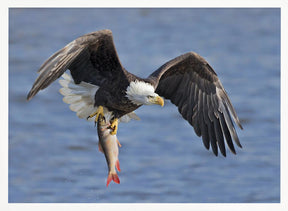 Bald Eagle Catching a Big Fish Poster