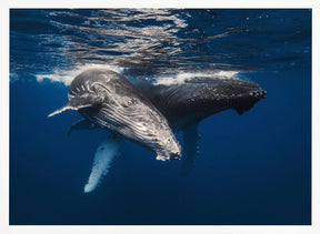 Humpback Whale family! Poster