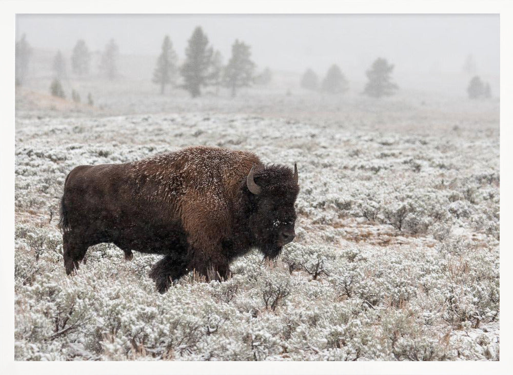 Late Fall Yellowstone Poster