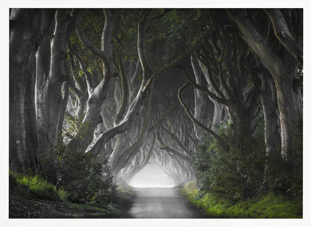 DARK HEDGES Poster